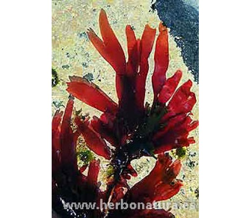 Alga Dulse (Palmaria palmata) ecológica 100gr. ALGAMAR