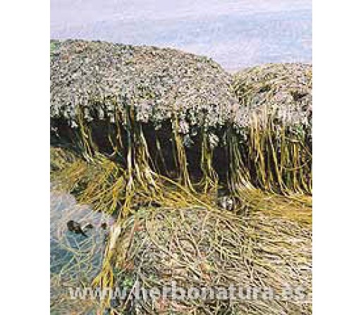 Alga Espagueti de Mar (Himanthalia elongata) ecológica 100gr. ALGAMAR
