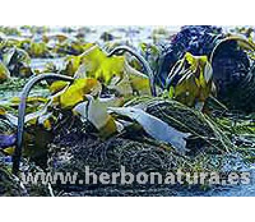 Alga Kombu (Laminaria) ecológica 100gr. ALGAMAR
