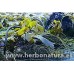 Alga Kombu (Laminaria) ecológica 100gr. ALGAMAR