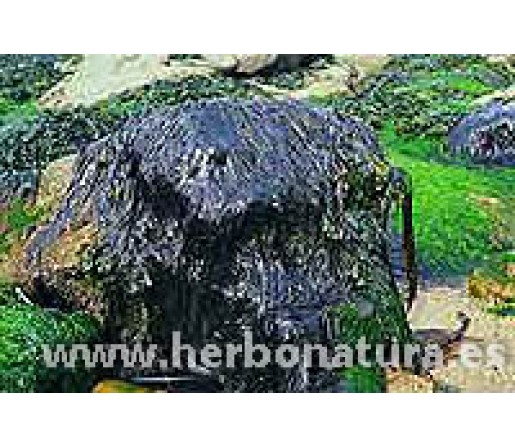 Alga Nori (Porphyra umbilicalis) ecológica 100gr. ALGAMAR