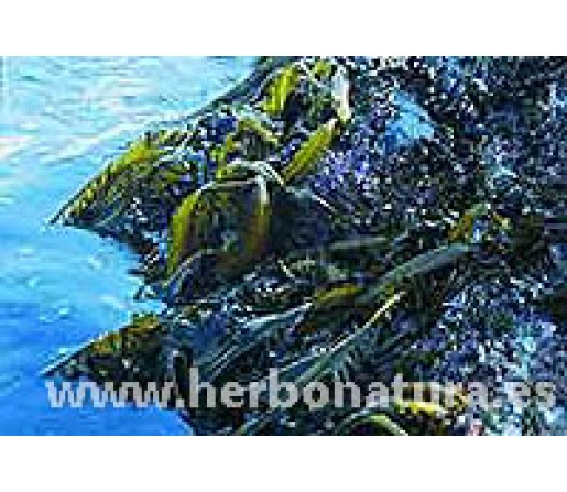 Alga Wakame (Undaria pinnatifida) ecológica 100gr. ALGAMAR